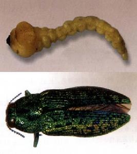 金緣吉丁蟲 金緣吉丁蟲