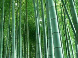 毛竹栽培技術 毛竹栽培技術