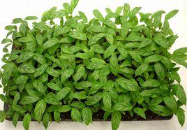 新飛羽竹芋 新飛羽竹芋