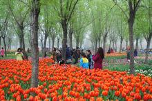 洛陽鬱金香花園