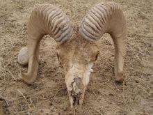 盤羊角[盤羊角]