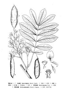 毛果魚藤 毛果魚藤