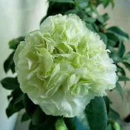 綠可娜茶花 綠可娜茶花