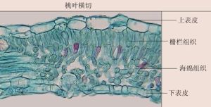 葉肉細胞