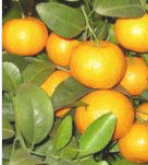 廣寧沙糖桔 廣寧沙糖桔