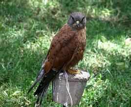 紅隼南非亞種 紅隼南非亞種