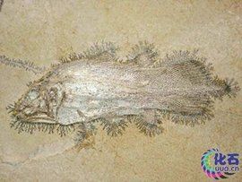 魚化石