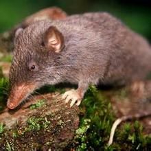 白腹鼠屬 白腹鼠屬