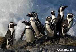 非洲企鵝 非洲企鵝