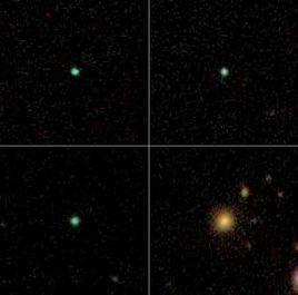 綠色豌豆 綠色豌豆