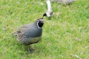 珠頸斑鶉 珠頸斑鶉