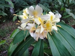 黃白姜花 黃白姜花
