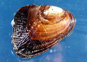 假鉸蚌屬 假鉸蚌屬