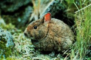 沙丘狹足袋鼩 沙丘狹足袋鼩