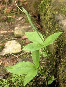 開郁清痰丸 開郁清痰丸