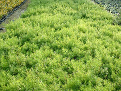 天門冬原植物種植