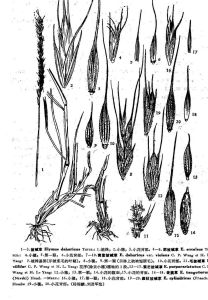 毛披鹼草 毛披鹼草