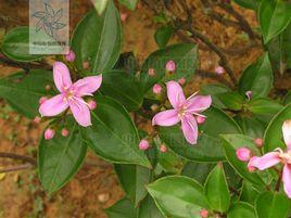 過江龍果 過江龍果