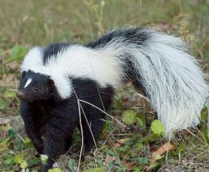 北美平原臭鼬