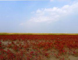 大豐國家海塗濕地公園 大豐國家海塗濕地公園