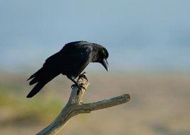 大嘴烏鴉琉球亞種 大嘴烏鴉琉球亞種