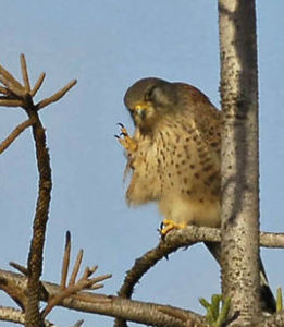 紅隼馬德拉亞種