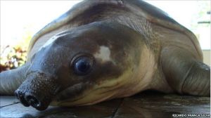 豬鼻海龜 豬鼻海龜