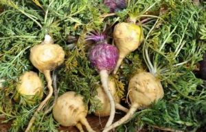 安第斯瑪卡片 安第斯瑪卡片