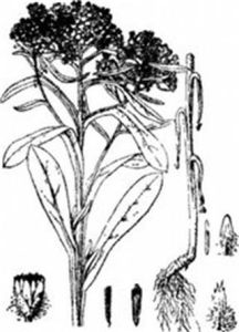 稀毛香青 稀毛香青