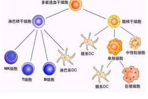 BA細胞免疫治療