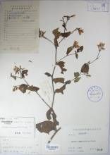 聚頭帚菊 聚頭帚菊