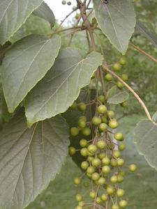 柞木[柞木(Quercus mongolia fisch.)]