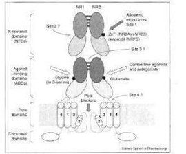 NMDA受體 NMDA受體