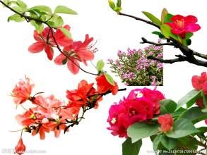 紅花杜鵑 紅花杜鵑