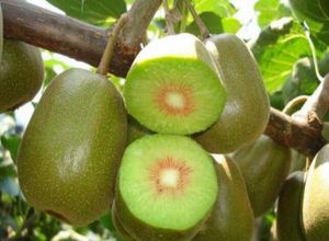 獼猴桃奶昔 獼猴桃奶昔