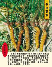冬蟲夏草