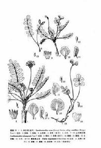 米口袋（亞種）