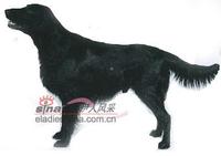 平滑毛覓拾犬