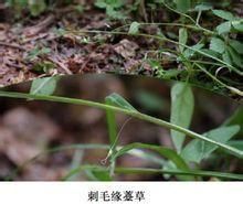 毛緣薹草 毛緣薹草