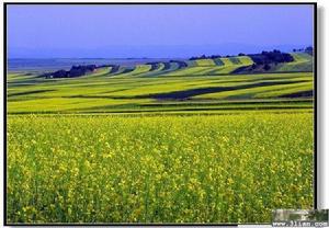 格根塔拉大草原 格根塔拉大草原