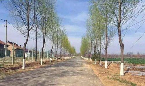 董志原彭原鎮農田