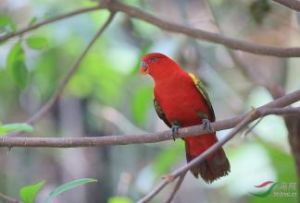 喋喋吸蜜鸚鵡摩鹿加亞種 喋喋吸蜜鸚鵡摩鹿加亞種