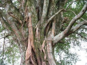 阿宜樂村 阿宜樂村