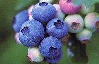 北高叢藍莓