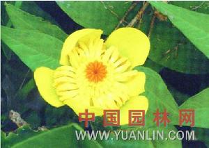 歐亞萍蓬草 歐亞萍蓬草