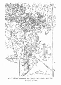 茂汶當歸 茂汶當歸