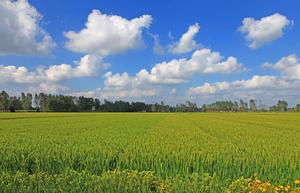 江蘇楊侍農業生態園 江蘇楊侍農業生態園