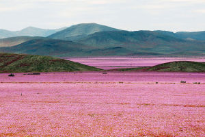 世界最乾燥阿塔卡馬沙漠大雨過後花開遍地