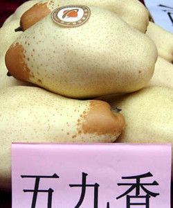 五九香梨 五九香梨