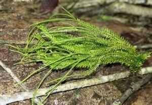 雲南馬尾杉 雲南馬尾杉